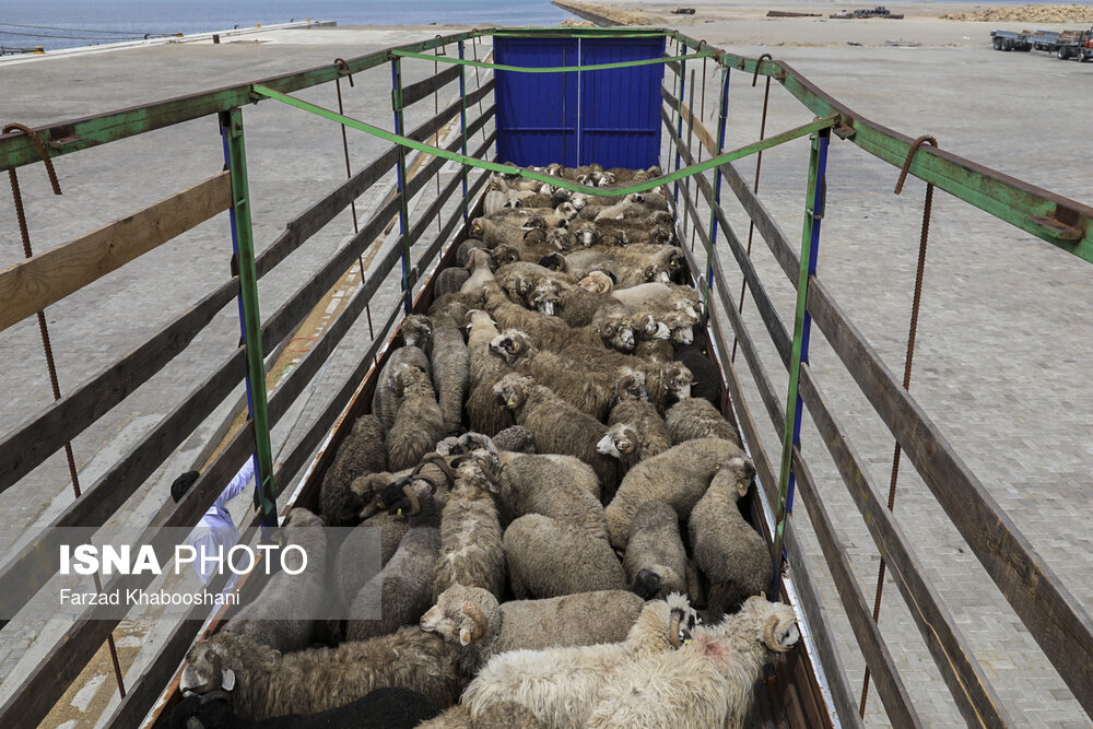 تصاویری از ورود گوسفندان زنده به کشور